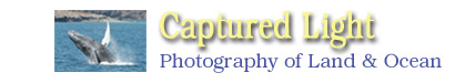 CapturedLight-link