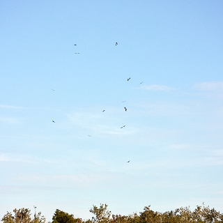 kites-003