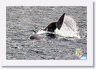 Orcas * (80 Slides)