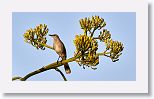 Bahama Mockingbird
