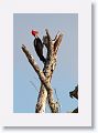 Lineated Woodpecker (female).