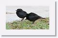 Melodious Blackbirds