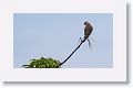 Black-winged Kite (immature)