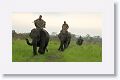Rangers patrol on domesticated asian elephants
