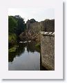 Geese (domestic) at Cahir Castle on the River Suir