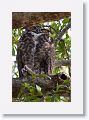 The other Great Horned Owl parent sitting in a neighboring Oak