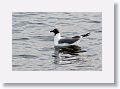 Laughing Gull, nonbreeding adult plumage