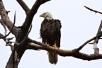 eagles2.jpg