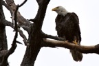eagles3.jpg