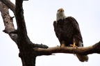 eagles4.jpg