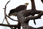 eagles5.jpg