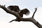 eagles7.jpg