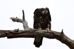 eagles10.jpg