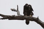 eagles12.jpg