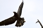 eagles13.jpg