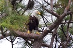 eagles15.jpg