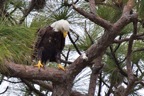 eagles16.jpg