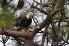 eagles17.jpg