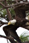 eagles19.jpg