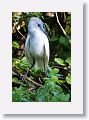 04a-018 * Little Blue Heron juvenile * Little Blue Heron juvenile