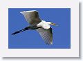 04a-019 * Great Egret * Great Egret