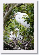 04a-005 * Great Egret with chicks * Great Egret with chicks