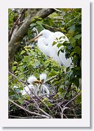 04a-007 * Great Egret with chicks * Great Egret with chicks