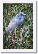 04a-008 * Tricolored Heron * Tricolored Heron