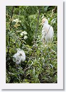 05a-006 * Cattle Egret with chicks * Cattle Egret with chicks