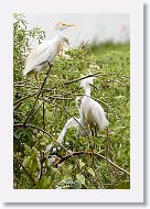05a-007 * Cattle Egret and Snowy Egret with chick * Cattle Egret and Snowy Egret with chick