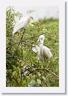 05a-008 * Cattle Egret and Snowy Egret with chick * Cattle Egret and Snowy Egret with chick