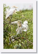 05a-009 * Cattle Egret and Snowy Egret with chick * Cattle Egret and Snowy Egret with chick