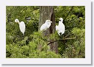 05a-010 * Great Egret adult with chicks * Great Egret adult with chicks