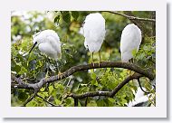 05a-011 * Snowy Egrets * Snowy Egrets