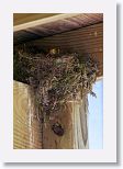Eastern Phoebe nest with 3 chicks