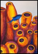 ChromisBlue