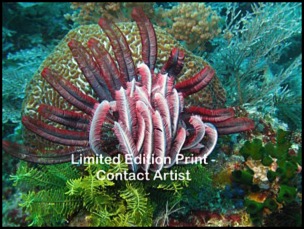 komodo-island-6-david-beebe.html