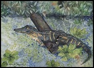 trout-creek-gator-patricia-beebe