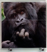 5x5Gorilla