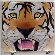 5x5Tiger