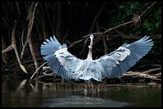 great-blue-landing-david-beebe