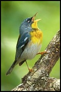 parula-song-david-beebe