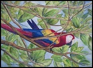 scarlet-macaaaaaaaw-patricia-beebe