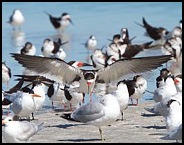 skimmer-landing-david-beebe