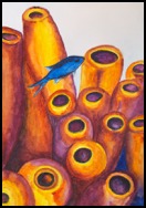 ChromisBlue