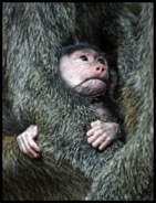 safe-in-mothers-arms-david-beebe