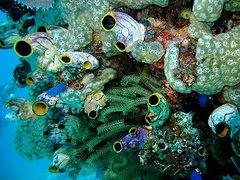 komodo-island-5-david-beebe