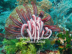 komodo-island-6-david-beebe.html