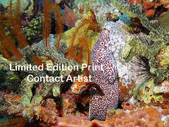 martinique09-05-david-beebe.html