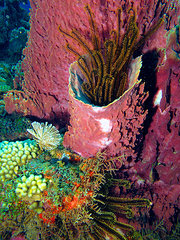 martinique11-15-david-beebe